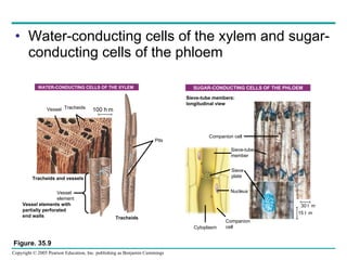 Water-conducting cells of the xylem and sugar-conducting cells of the phloem Figure. 35.9 WATER-CONDUCTING CELLS OF THE XYLEM Vessel Tracheids 100 m  Tracheids and vessels Vessel element Vessel elements with partially perforated  end walls Pits Tracheids SUGAR-CONDUCTING CELLS OF THE PHLOEM Companion cell Sieve-tube member Sieve-tube members: longitudinal view Sieve plate Nucleus Cytoplasm Companion cell 30 m  15 m  
