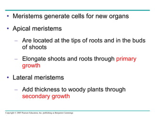 Meristems generate cells for new organs Apical meristems Are located at the tips of roots and in the buds of shoots Elongate shoots and roots through  primary growth Lateral meristems Add thickness to woody plants through  secondary growth 