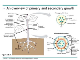 An overview of primary and secondary growth Figure. 35.10 In woody plants,  there are lateral  meristems that  add secondary  growth, increasing  the girth of  roots and stems. Apical meristems add primary growth, or growth in length. Vascular cambium Cork cambium Lateral meristems Root apical meristems Primary growth in stems Epidermis Cortex Primary phloem Primary xylem Pith Secondary growth in stems Periderm Cork cambium Cortex Primary  phloem Secondary phloem Vascular cambium Secondary xylem Primary xylem Pith Shoot apical meristems (in buds) The cork cambium adds secondary dermal tissue. The vascular cambium adds secondary xylem and phloem. 