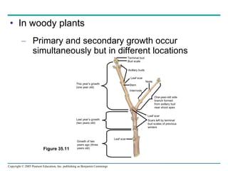 In woody plants Primary and secondary growth occur simultaneously but in different locations Figure 35.11 This year’s growth (one year old) Last year’s growth (two years old) Growth of two years ago (three years old) One-year-old side branch formed from axillary bud near shoot apex Scars left by terminal bud scales of previous winters Leaf scar Leaf scar Stem Leaf scar Bud scale Axillary buds Internode Node Terminal bud 