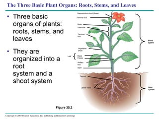 The Three Basic Plant Organs: Roots, Stems, and Leaves Three basic organs of plants: roots, stems, and leaves They are organized into a root  system and a shoot system Figure 35.2 Reproductive shoot (flower) Terminal bud Node Internode Terminal bud Vegetative shoot Blade Petiole Stem Leaf Taproot Lateral roots Root system Shoot system Axillary bud 