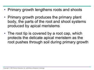 Primary growth lengthens roots and shoots Primary growth produces the primary plant body, the parts of the root and shoot systems produced by apical meristems The root tip is covered by a root cap, which protects the delicate apical meristem as the root pushes through soil during primary growth 