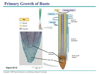 Primary Growth of Roots Figure 35.12 Dermal Ground Vascular Key Cortex Vascular cylinder Epidermis Root hair Zone of maturation Zone of elongation Zone of cell division Apical meristem Root cap 100 m 