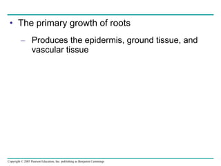 The primary growth of roots Produces the epidermis, ground tissue, and vascular tissue 