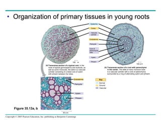 Organization of primary tissues in young roots Figure 35.13a, b Cortex Vascular cylinder Endodermis Pericycle Core of parenchyma cells Xylem 50 m Endodermis Pericycle Xylem Phloem Key 100 m Vascular Ground Dermal Phloem Transverse section of a root with parenchyma in the center.  The stele of many monocot roots  is a vascular cylinder with a core of parenchyma surrounded by a ring of alternating xylem and phloem. (b) Transverse section of a typical root.  In the roots of typical gymnosperms and eudicots, as well as some monocots, the stele is a vascular cylinder consisting of a lobed core of xylem with phloem between the lobes. (a) 100 m Epidermis 