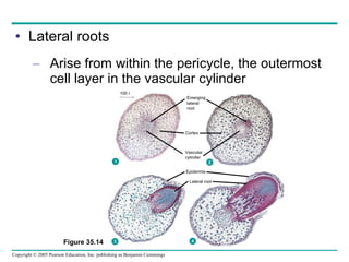 Lateral roots Arise from within the pericycle, the outermost cell layer in the vascular cylinder Figure 35.14 Cortex Vascular cylinder Epidermis Lateral root 100 m 1 2 3 4 Emerging lateral root 
