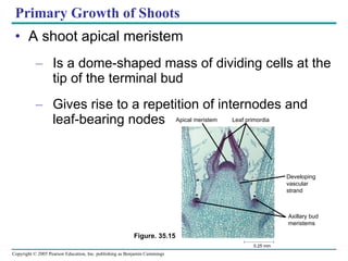 Primary Growth of Shoots A shoot apical meristem Is a dome-shaped mass of dividing cells at the tip of the terminal bud Gives rise to a repetition of internodes and leaf-bearing nodes Figure. 35.15 Apical meristem Leaf primordia Developing vascular strand Axillary bud meristems 0.25 mm 
