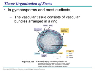 Tissue Organization of Stems In gymnosperms and most eudicots The vascular tissue consists of vascular bundles arranged in a ring Figure 35.16a Xylem Phloem Sclerenchyma (fiber cells) Ground tissue connecting  pith to cortex Pith Epidermis Vascular bundle Cortex Key Dermal  Ground Vascular 1 mm (a) A eudicot stem.  A eudicot stem (sunflower), with vascular bundles forming a ring. Ground tissue toward the inside is called pith, and ground tissue toward the outside is called cortex. (LM of transverse section)  