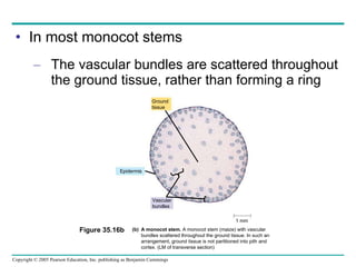In most monocot stems The vascular bundles are scattered throughout the ground tissue, rather than forming a ring Ground tissue Epidermis Vascular bundles 1 mm (b) A monocot stem.  A monocot stem (maize) with vascular bundles scattered throughout the ground tissue. In such an arrangement, ground tissue is not partitioned into pith and cortex. (LM of transverse section)  Figure 35.16b 