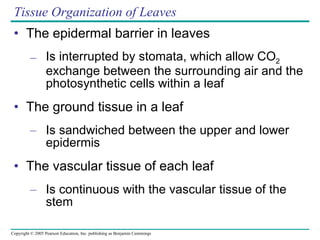 Tissue Organization of Leaves The epidermal barrier in leaves Is interrupted by stomata, which allow CO 2  exchange between the surrounding air and the photosynthetic cells within a leaf The ground tissue in a leaf Is sandwiched between the upper and lower epidermis The vascular tissue of each leaf Is continuous with the vascular tissue of the stem 