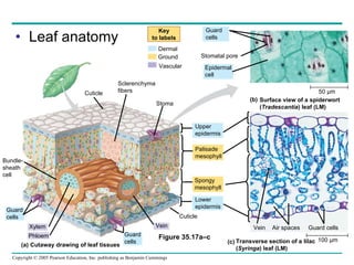 Leaf anatomy Key to labels Dermal Ground Vascular Guard cells Stomatal pore Epidermal cell 50 µm Surface view of a spiderwort ( Tradescantia ) leaf (LM) (b) Cuticle Sclerenchyma fibers Stoma Upper epidermis Palisade mesophyll Spongy mesophyll Lower epidermis Cuticle Vein Guard  cells Xylem Phloem Guard  cells Bundle- sheath cell Cutaway drawing of leaf tissues (a) Vein Air spaces Guard cells 100 µm Transverse section of a lilac ( Syringa ) leaf (LM) (c) Figure 35.17a–c 