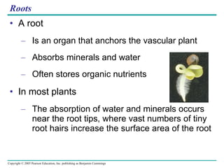 Roots A root Is an organ that anchors the vascular plant Absorbs minerals and water Often stores organic nutrients In most plants The absorption of water and minerals occurs near the root tips, where vast numbers of tiny root hairs increase the surface area of the root 