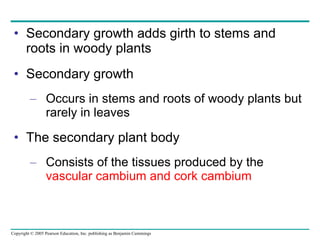 Secondary growth adds girth to stems and roots in woody plants Secondary growth Occurs in stems and roots of woody plants but rarely in leaves The secondary plant body Consists of the tissues produced by the  vascular cambium and cork cambium 