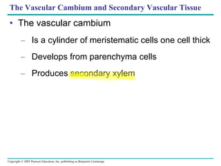 The Vascular Cambium and Secondary Vascular Tissue The vascular cambium Is a cylinder of meristematic cells one cell thick Develops from parenchyma cells Produces secondary xylem 
