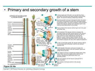 Primary and secondary growth of a stem Figure 35.18a Vascular cambium Pith Primary xylem Secondary  xylem Vascular  cambium Secondary  phloem Primary  phloem Periderm (mainly cork  cambia and cork) Pith Primary  xylem Vascular  cambium Primary  phloem Cortex Epidermis Vascular cambium 4 First cork cambium  Secondary  xylem (two years of production) Pith Primary xylem Vascular cambium Primary phloem 2 1 6 Growth Primary  xylem Secondary xylem Secondary phloem Primary phloem Cork Phloem ray 3 Xylem  ray Growth Bark 8 Layers of  periderm 7 Cork 5 Most recent cork cambium Cortex Epidermis 9 In the youngest part of the stem, you can see the primary  plant body, as formed by the apical meristem during primary  growth. The vascular cambium is beginning to develop. As primary growth continues to elongate the stem, the portion  of the stem formed earlier the same year has already started  its secondary growth. This portion increases in girth as fusiform  initials of the vascular cambium form secondary xylem to the inside and secondary phloem to the outside. The ray initials of the vascular cambium give rise to the xylem  and phloem rays. As the diameter of the vascular cambium increases, the secondary phloem and other tissues external to the cambium  cannot keep pace with the expansion because the cells no  longer divide. As a result, these tissues, including the  epidermis, rupture. A second lateral meristem, the cork  cambium, develops from parenchyma cells in the cortex. The  cork cambium produces cork cells, which replace the epidermis. In year 2 of secondary growth, the vascular cambium adds to  the secondary xylem and phloem, and the cork cambium  produces cork. As the diameter of the stem continues to increase, the  outermost tissues exterior to the cork cambium rupture and  slough off from the stem.  Cork cambium re-forms in progressively deeper layers of the cortex. When none of the original cortex is left, the cork  cambium develops from parenchyma cells in the  secondary phloem. Each cork cambium and the tissues it produces form a  layer of periderm. Bark consists of all tissues exterior to the vascular  cambium. 1 2 3 4 5 6 7 8 9 Secondary phloem (a) Primary and secondary growth in a two-year-old stem 