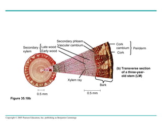 Secondary phloem Vascular cambium Late wood Early wood Secondary xylem Cork cambium Cork Periderm (b) Transverse section of a three-year- old stem (LM) Xylem ray Bark 0.5 mm 0.5 mm Figure 35.18b 