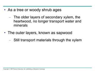 As a tree or woody shrub ages The older layers of secondary xylem, the heartwood, no longer transport water and minerals The outer layers, known as sapwood Still transport materials through the xylem 