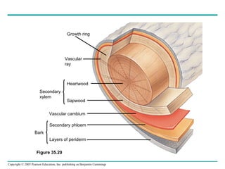 Figure 35.20 Growth ring Vascular ray Heartwood Sapwood Vascular cambium Secondary phloem Layers of periderm Secondary xylem Bark 
