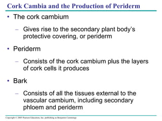 Cork Cambia and the Production of Periderm The cork cambium Gives rise to the secondary plant body’s protective covering, or periderm Periderm Consists of the cork cambium plus the layers of cork cells it produces Bark Consists of all the tissues external to the vascular cambium, including secondary phloem and periderm 