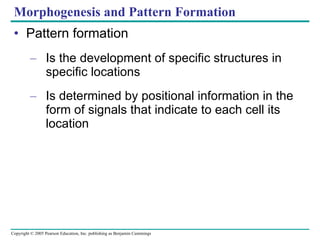 Morphogenesis and Pattern Formation Pattern formation Is the development of specific structures in specific locations Is determined by positional information in the form of signals that indicate to each cell its location 