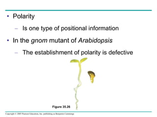 Polarity Is one type of positional information In the  gnom  mutant of  Arabidopsis The establishment of polarity is defective Figure 35.26 