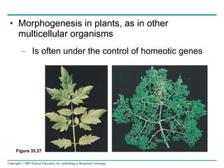 Morphogenesis in plants, as in other multicellular organisms Is often under the control of homeotic genes Figure 35.27 
