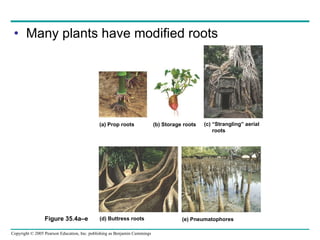 Many plants have modified roots Figure 35.4a–e (a) Prop roots (b) Storage roots (c) “Strangling” aerial roots (d) Buttress roots (e) Pneumatophores 