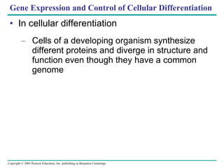 Gene Expression and Control of Cellular Differentiation In cellular differentiation Cells of a developing organism synthesize different proteins and diverge in structure and function even though they have a common genome 