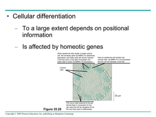 Cellular differentiation To a large extent depends on positional information Is affected by homeotic genes Figure 35.28 When epidermal cells border a single cortical cell, the homeotic gene  GLABRA-2  is selectively expressed, and these cells will remain hairless. (The blue color in this light micrograph indi- cates cells in which  GLABRA-2  is expressed.) Here an epidermal cell borders two cortical cells.  GLABRA-2  is not expressed, and the cell will develop a root hair. The ring of cells external to the epi- dermal layer is composed of root cap cells that will be sloughed off as the root hairs start to differentiate. Cortical cells 20 µm 