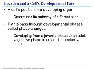 Location and a Cell’s Developmental Fate A cell’s position in a developing organ Determines its pathway of differentiation Plants pass through developmental phases, called phase changes Developing from a juvenile phase to an adult vegetative phase to an adult reproductive phase 