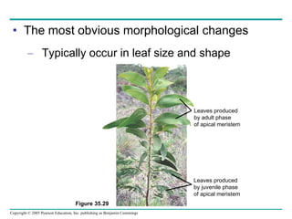 The most obvious morphological changes Typically occur in leaf size and shape Leaves produced  by adult phase of apical meristem Leaves produced  by juvenile phase of apical meristem Figure 35.29 