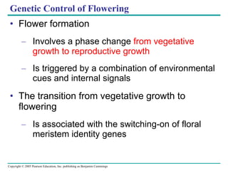 Genetic Control of Flowering Flower formation Involves a phase change  from vegetative growth to reproductive growth Is triggered by a combination of environmental cues and internal signals The transition from vegetative growth to flowering Is associated with the switching-on of floral meristem identity genes 