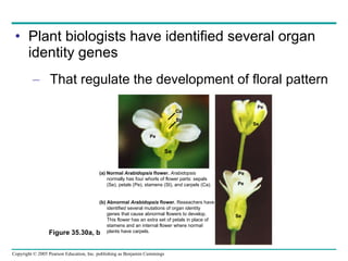 Plant biologists have identified several organ identity genes That regulate the development of floral pattern Figure 35.30a, b (a) Normal  Arabidopsis  flower.   Arabidopsis normally has four whorls of flower parts: sepals (Se), petals (Pe), stamens (St), and carpels (Ca). (b) Abnormal  Arabidopsis  flower.  Reseachers have identified several mutations of organ identity  genes that cause abnormal flowers to develop. This flower has an extra set of petals in place of  stamens and an internal flower where normal  plants have carpels. Ca St Pe Se Pe Pe Se Pe Se 