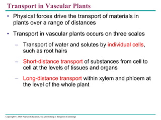 Transport in Vascular Plants Physical forces drive the transport of materials in plants over a range of distances Transport in vascular plants occurs on three scales Transport of water and solutes by  individual cells , such as root hairs Short-distance transport  of substances from cell to cell at the levels of tissues and organs Long-distance transport  within xylem and phloem at the level of the whole plant 