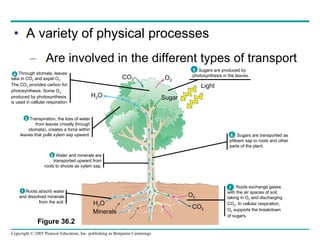 A variety of physical processes Are involved in the different types of transport Minerals H 2 O CO 2 O 2 CO 2 O 2 H 2 O Sugar Light Sugars are transported as phloem sap to roots and other parts of the plant. Figure 36.2 Sugars are produced by photosynthesis in the leaves. 5 6 Through stomata, leaves  take in CO 2  and expel O 2 .  The CO 2  provides carbon for photosynthesis. Some O 2   produced by photosynthesis  is used in cellular respiration. 4 Transpiration, the loss of water from leaves (mostly through stomata), creates a force within leaves that pulls xylem sap upward. 3 Water and minerals are transported upward from roots to shoots as xylem sap. 2 Roots absorb water and dissolved minerals from the soil. 1 Roots exchange gases  with the air spaces of soil,  taking in O 2  and discharging  CO 2 . In cellular respiration,  O 2  supports the breakdown  of sugars. 7 