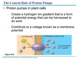 The Central Role of Proton Pumps Proton pumps in plant cells Create a hydrogen ion gradient that is a form of potential energy that can be harnessed to do work Contribute to a voltage known as a membrane potential Figure 36.3 CYTOPLASM EXTRACELLULAR FLUID ATP H + H + H + H + H + H + H + H + Proton pump generates  membrane potential and  H +  gradient. – – – – – + + + + + 