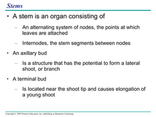 Stems A stem is an organ consisting of  An alternating system of nodes, the points at which leaves are attached Internodes, the stem segments between nodes An axillary bud Is a structure that has the potential to form a lateral shoot, or branch A terminal bud Is located near the shoot tip and causes elongation of a young shoot 