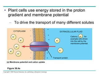 Plant cells use energy stored in the proton gradient and membrane potential To drive the transport of many different solutes Figure 36.4a + CYTOPLASM EXTRACELLULAR FLUID Cations (  ,  for  example) are driven  into the cell by the membrane potential. Transport protein K + K + K + K + K + K + K + K + – – – + + (a) Membrane potential and cation uptake – – + + 
