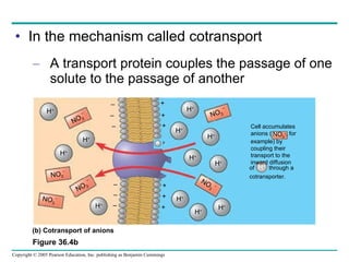 In the mechanism called cotransport A transport protein couples the passage of one solute to the passage of another Figure 36.4b H + H + H + H + H + H + H + H + H + H + H + H + NO 3 –  NO 3  –  NO 3 –  NO 3 –  NO 3  –  NO 3  –  – – – + + + – – – + + + NO 3 – (b) Cotransport of anions  H + of  through a cotransporter. Cell accumulates  anions (   , for  example) by  coupling their  transport to the inward diffusion  