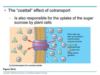 The “coattail” effect of cotransport Is also responsible for the uptake of the sugar sucrose by plant cells H + H + H + H + H + H + H + H + H + H + S S S S S Plant cells can also accumulate a  neutral solute, such as sucrose (  ), by cotransporting down the steep proton gradient. S H + – – – + + + – – + + – Figure 36.4c H + H + S + – (c) Contransport of a neutral solute  