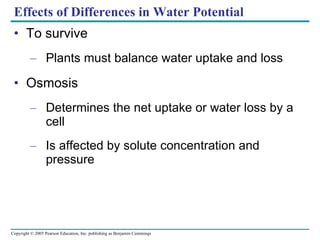Effects of Differences in Water Potential To survive Plants must balance water uptake and loss Osmosis Determines the net uptake or water loss by a cell Is affected by solute concentration and pressure 