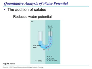 Quantitative Analysis of Water Potential The addition of solutes Reduces water potential Figure 36.5a 0.1  M solution H 2 O Pure water  P   =  0  S   = 0.23    = 0.23 MPa    = 0 MPa (a) 