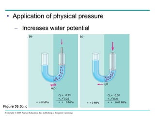 Application of physical pressure Increases water potential Figure 36.5b, c H 2 O  P   =  0.23  S   = 0.23    =  0 MPa    = 0 MPa (b) H 2 O  P   =  0.30  S   = 0.23    =  0.07 MPa    = 0 MPa (c) 