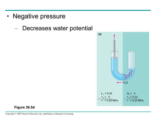 Negative pressure Decreases water potential Figure 36.5d H 2 O  P   =  0  S   = 0.23    = 0.23 MPa (d)  P   = 0.30  S   =  0    = 0.30 MPa 