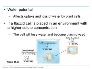 Water potential Affects uptake and loss of water by plant cells If a flaccid cell is placed in an environment with a higher solute concentration The cell will lose water and become plasmolyzed Figure 36.6a 0.4  M  sucrose solution: Initial flaccid cell: Plasmolyzed cell at osmotic equilibrium with its surroundings  P   =  0  S   = 0.7  P   =  0  S   = 0.9  P   =  0  S   = 0.9    =   0.9 MPa    = 0.7 MPa    =   0.9 MPa 