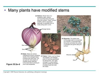 Many plants have modified stems Figure 35.5a–d Rhizomes.  The edible base  of this ginger plant is an example  of a rhizome, a horizontal stem  that grows just below the surface  or emerges and grows along the surface. (d) Tubers.  Tubers, such as these  red potatoes, are enlarged  ends of rhizomes specialized for storing food. The “eyes”  arranged in a spiral pattern  around a potato are clusters  of axillary buds that mark the nodes. (c) Bulbs.  Bulbs are vertical, underground shoots consisting mostly of the enlarged bases  of leaves that store food. You  can see the many layers of  modified leaves attached  to the short stem by slicing an  onion bulb lengthwise. (b) Stolons.  Shown here on a  strawberry plant, stolons  are horizontal stems that grow  along the surface. These “runners” enable a plant to reproduce  asexually, as plantlets form at  nodes along each runner. (a) Storage leaves Stem Root Node Rhizome Root 