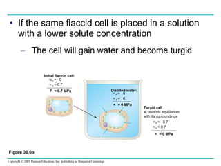If the same flaccid cell is placed in a solution with a lower solute concentration The cell will gain water and become turgid Distilled water: Initial flaccid cell: Turgid cell at osmotic equilibrium with its surroundings  P   =  0  S   = 0.7  P   =  0  S   =  0  P   =  0.7  S   = 0.7 Figure 36.6b    = 0.7 MPa    = 0 MPa    = 0 MPa 