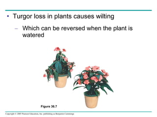 Turgor loss in plants causes wilting Which can be reversed when the plant is watered Figure 36.7 