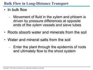 Bulk Flow in Long-Distance Transport In bulk flow Movement of fluid in the xylem and phloem is driven by pressure differences at opposite ends of the xylem vessels and sieve tubes Roots absorb water and minerals from the soil Water and mineral salts from the soil Enter the plant through the epidermis of roots and ultimately flow to the shoot system 