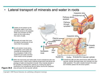 Lateral transport of minerals and water in roots Figure 36.9 1 2 3 Uptake of soil solution by the  hydrophilic walls of root hairs  provides access to the apoplast.  Water and minerals can then  soak into the cortex along  this matrix of walls. Minerals and water that cross the plasma membranes of root hairs enter the symplast. As soil solution moves along the apoplast, some water and minerals are transported into the protoplasts of cells of the epidermis and cortex and then move inward via the symplast. Within the transverse and radial walls of each endodermal cell is the  Casparian strip, a belt of waxy material (purple band) that blocks the passage of water and dissolved minerals. Only minerals already in  the symplast or entering that  pathway by crossing the plasma  membrane of an endodermal cell can detour around the Casparian  strip and pass into the vascular cylinder. Endodermal cells and also parenchyma cells within the vascular cylinder discharge water and minerals into their walls (apoplast). The xylem vessels transport the water and minerals upward into the shoot system. Casparian strip Pathway along apoplast  Pathway through symplast Plasma membrane Apoplastic route Symplastic route Root  hair Epidermis Cortex Endodermis Vascular cylinder Vessels (xylem) Casparian strip Endodermal cell 4 5 2 1 